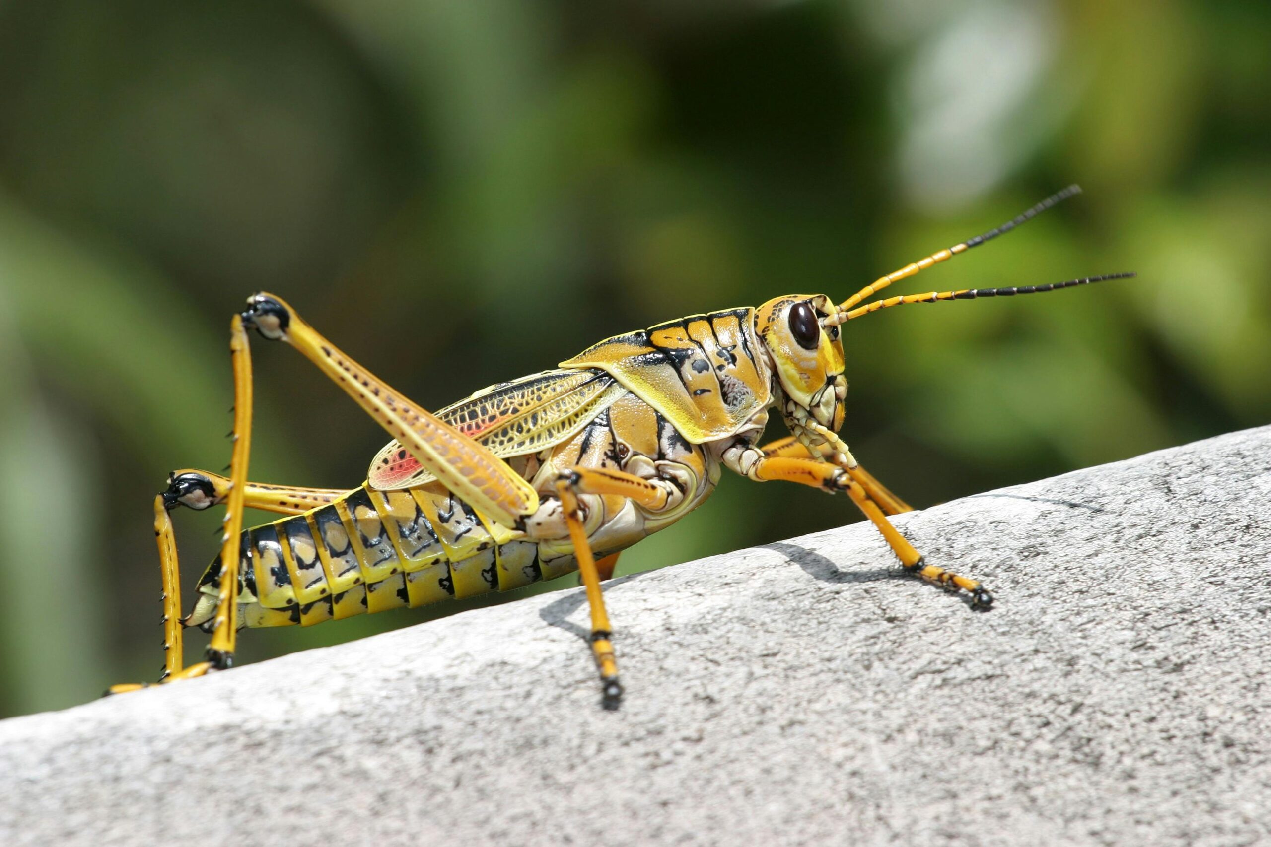 Get Some Fowl When Grasshoppers Go Afoul