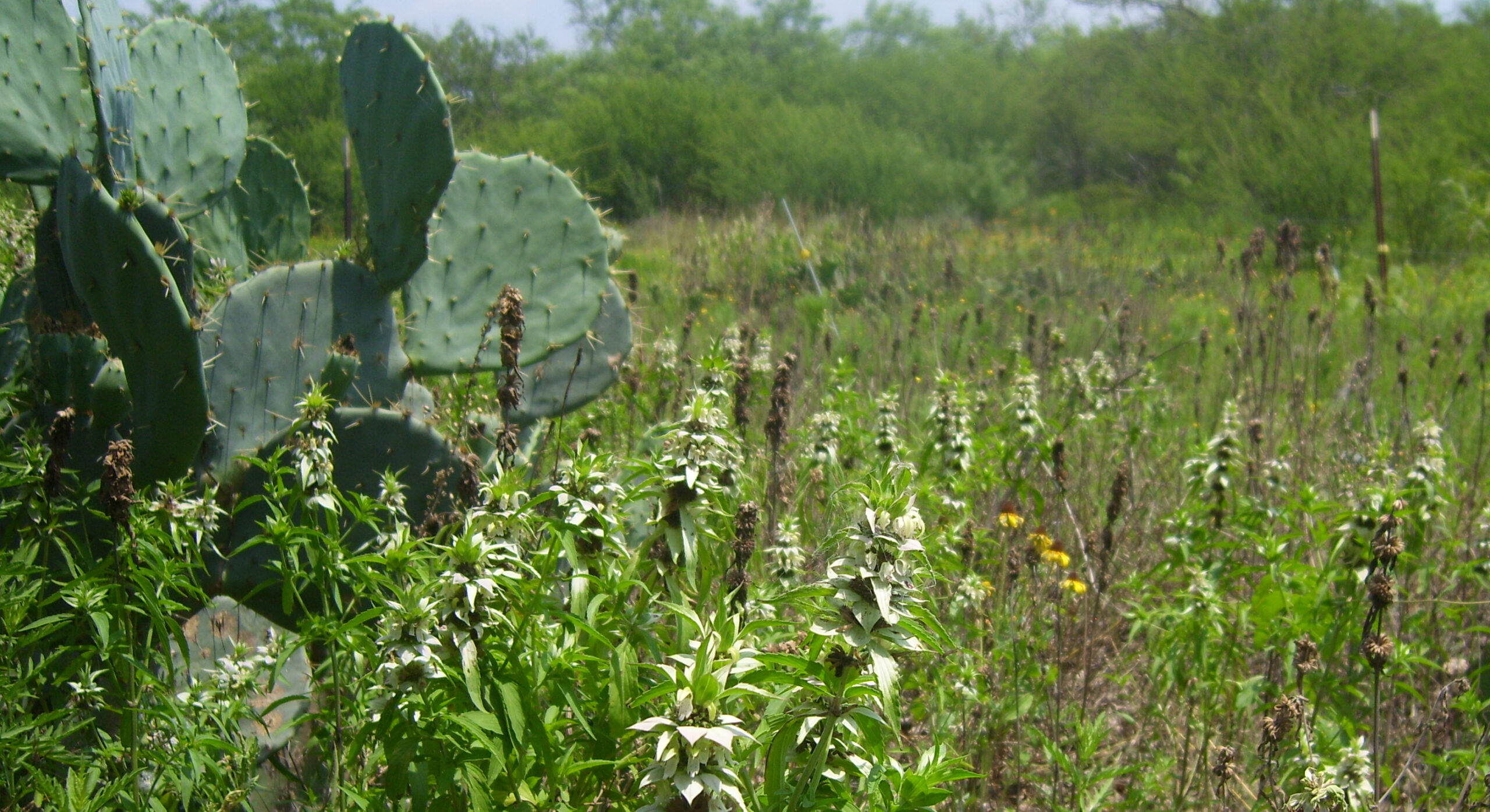 In August: Finding Nature’s Cool Embrace in South Central Texas