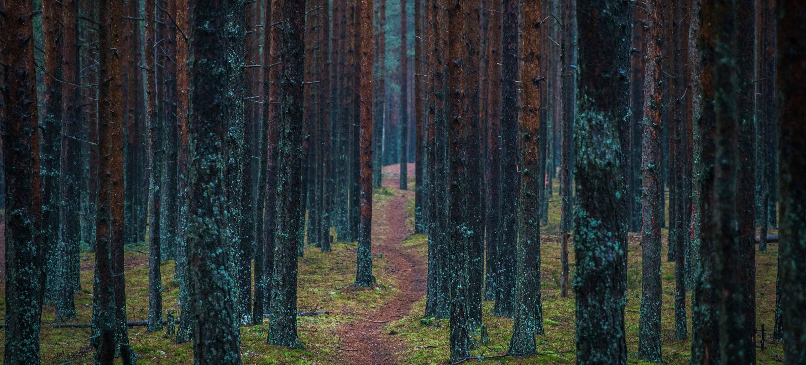 Walking the Dirt Paths of Life